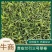 【产地发货】贵安新区兰引三号草坪，新品上市，价格可谈！