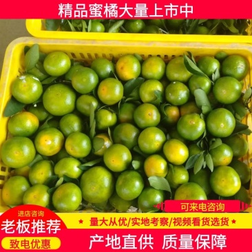 柑橘广西桂林兴安县普早蜜橘，产地直发，货源充足，致电优惠