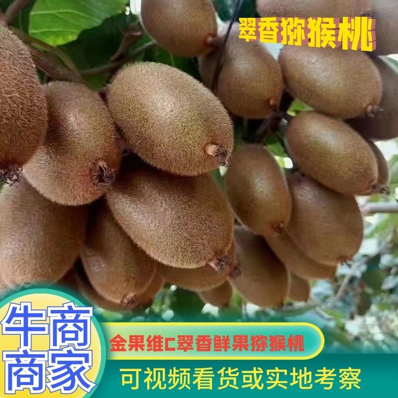 金果维C翠香鲜果—周至优质翠香猕猴桃产地直供，顺丰包邮！