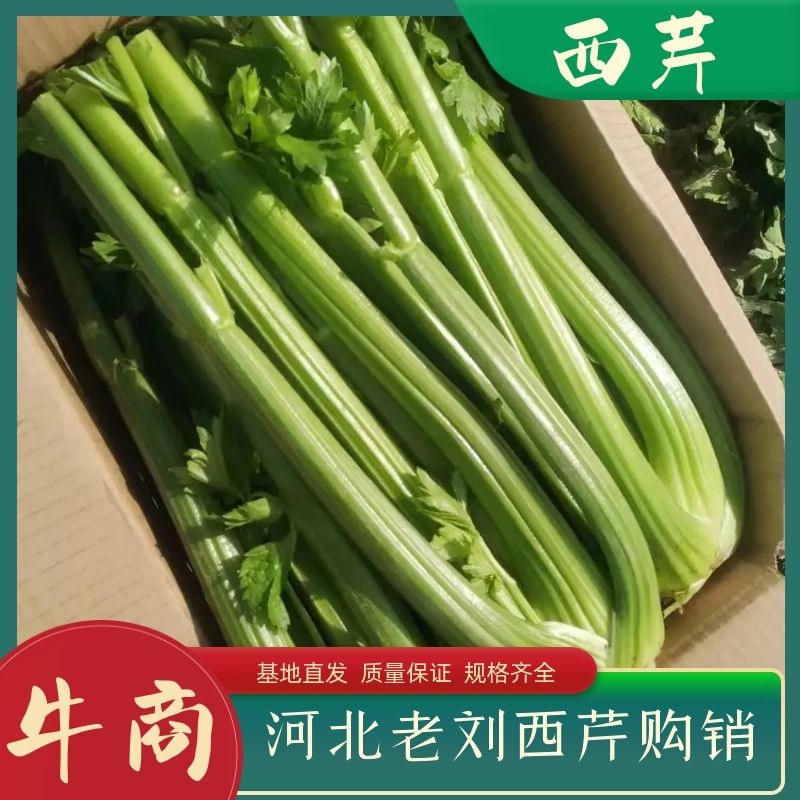 【精品】万亩西芹大量上市，商超品质，量大从优