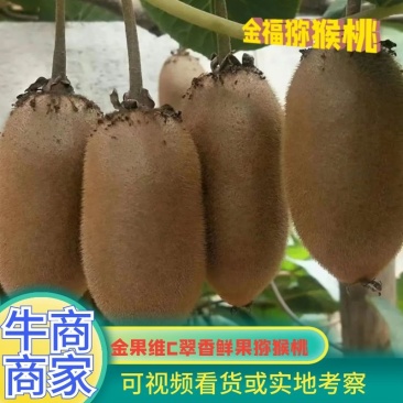 金果维C金福鲜果猕猴桃—周至优质精品金福猕猴桃产地直供！