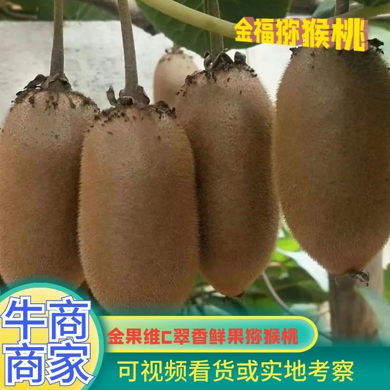 金果维C金福鲜果猕猴桃—周至优质精品金福猕猴桃产地直供！