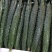 密刺黄瓜条形好质量好视频看货一手货源量大从优欢迎来电