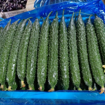 密刺黄瓜条形好质量好视频看货一手货源量大从优欢迎来电