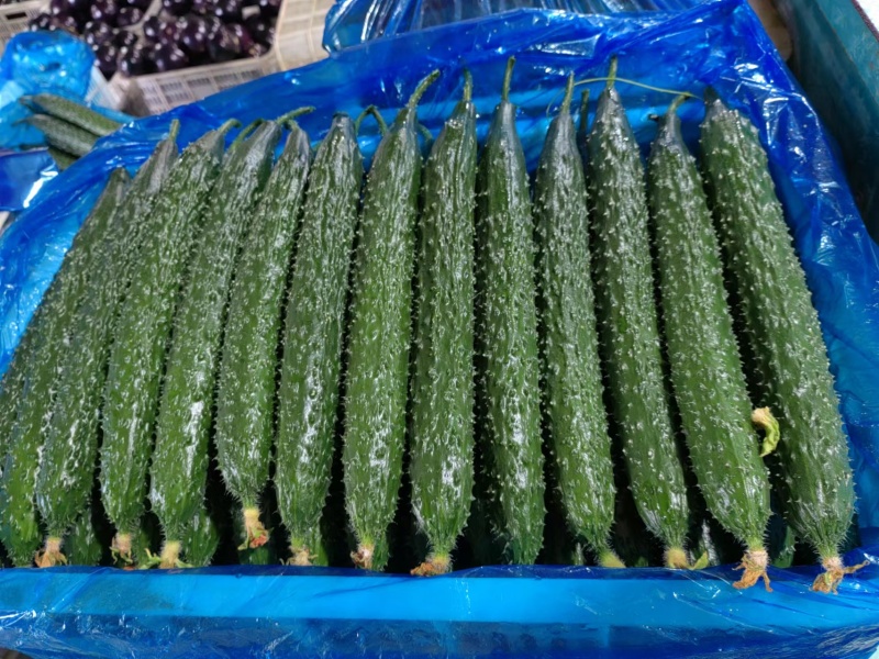 密刺黄瓜条形好质量好视频看货一手货源量大从优欢迎来电