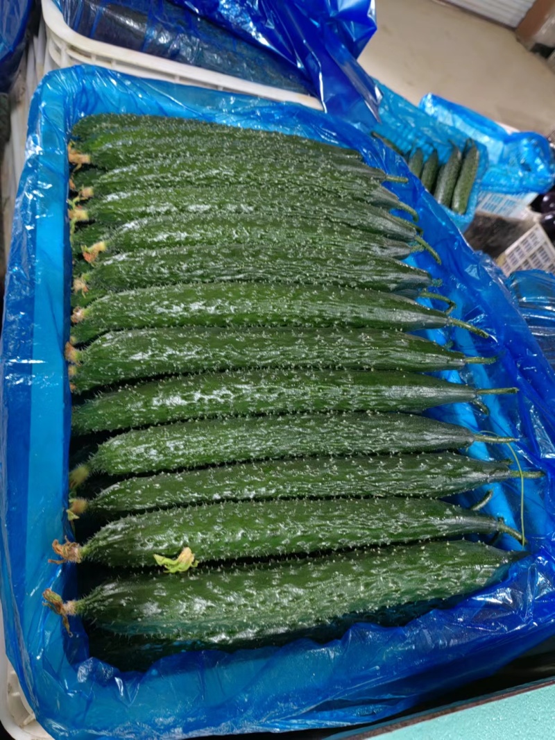 密刺黄瓜条形好质量好视频看货一手货源量大从优欢迎来电