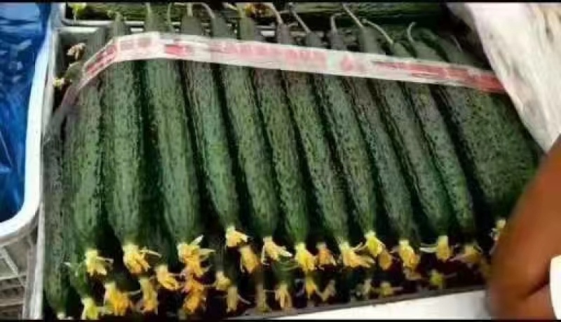 密刺黄瓜条形好质量好视频看货一手货源量大从优欢迎来电