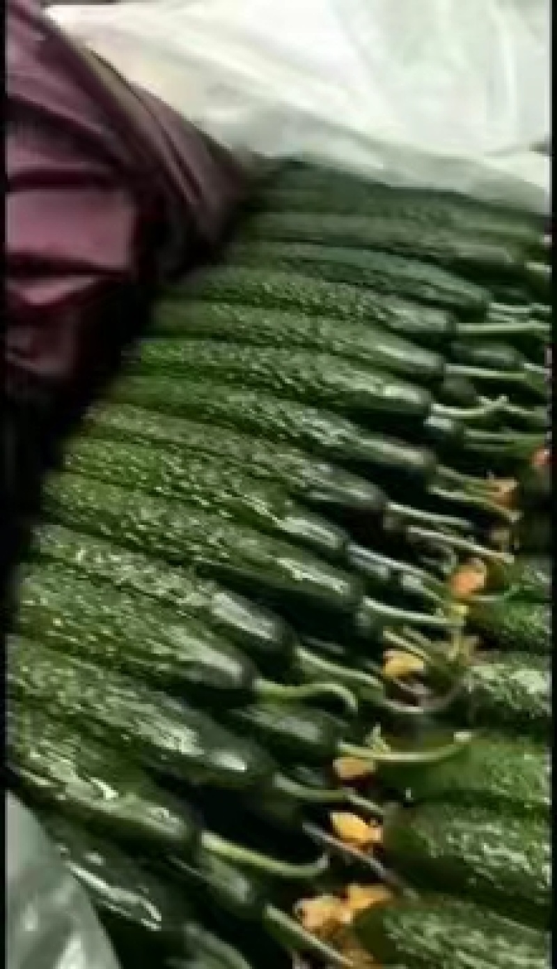 密刺黄瓜条形好质量好视频看货一手货源量大从优欢迎来电