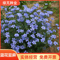 蓝花亚麻种子多年生蓝色花卉花坛花镜花海景观矮生草花易