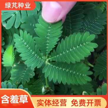 含羞草种子盆栽办公桌面室内阳台绿植儿童观察害羞草日记学生