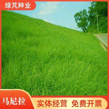 绿化护坡草籽护坡王固土保湿种子草种