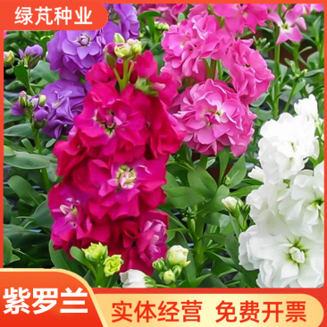紫罗兰花种子多年生室内阳台盆栽四季易种花卉春播夏播秋播种