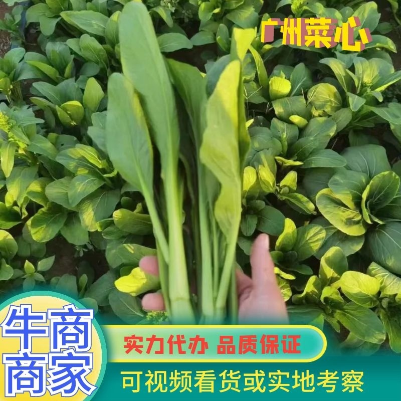 精品菜心广州菜心品质柔嫩风味可口一手货源产地直发。