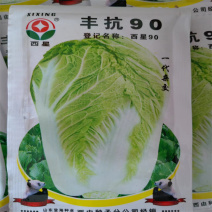 丰抗90白菜种子白帮球叶叠抱净菜率高耐贮存冬储大白菜种子