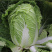丰抗90白菜种子白帮球叶叠抱净菜率高耐贮存冬储大白菜种子