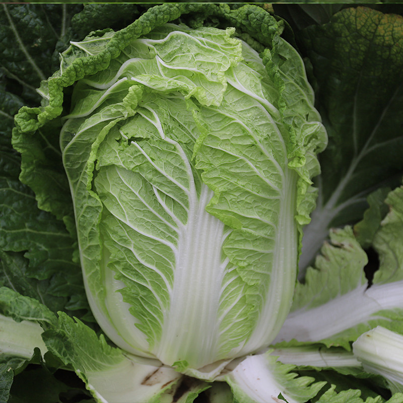 丰抗90白菜种子白帮球叶叠抱净菜率高耐贮存冬储大白菜种子