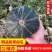 辽宁锦州凌海新西兰南瓜。精品板栗南瓜，货源充足，质量保证