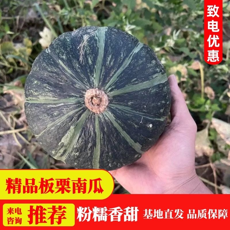 辽宁锦州凌海新西兰南瓜。精品板栗南瓜，货源充足，质量保证