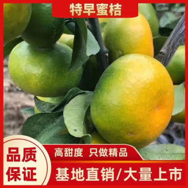 盘溪早熟橘大量上市中，量大从优，质量保证，欢迎采购