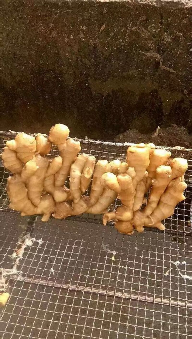 生姜大黄姜，块头大，品相好，价格美丽，服务周到，合作放心