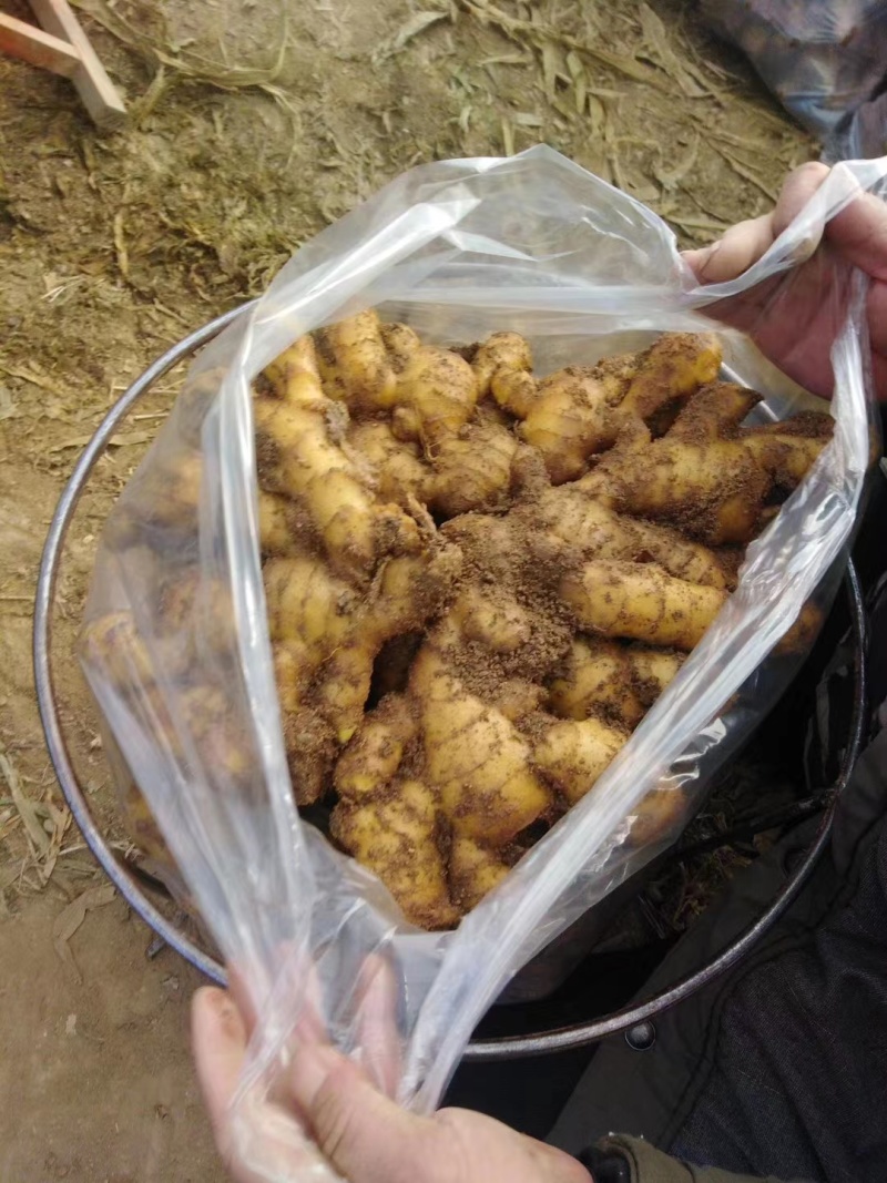 生姜大黄姜，块头大，品相好，价格美丽，服务周到，合作放心