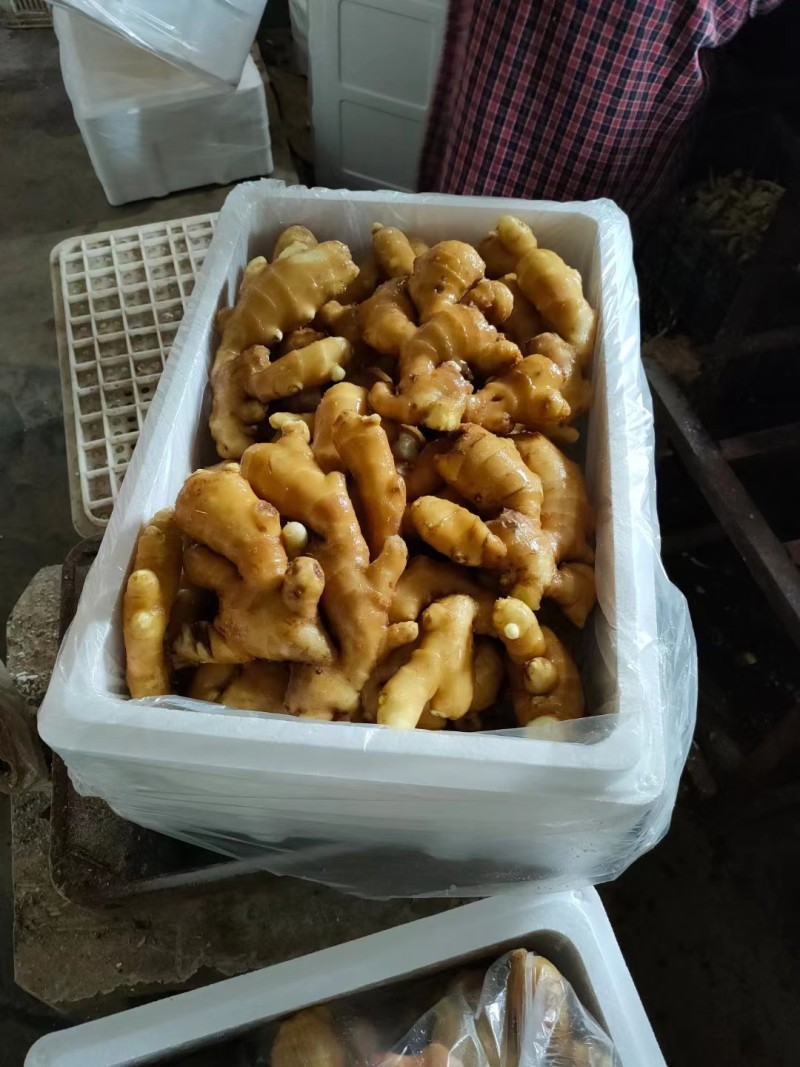 生姜大黄姜，块头大，品相好，价格美丽，服务周到，合作放心