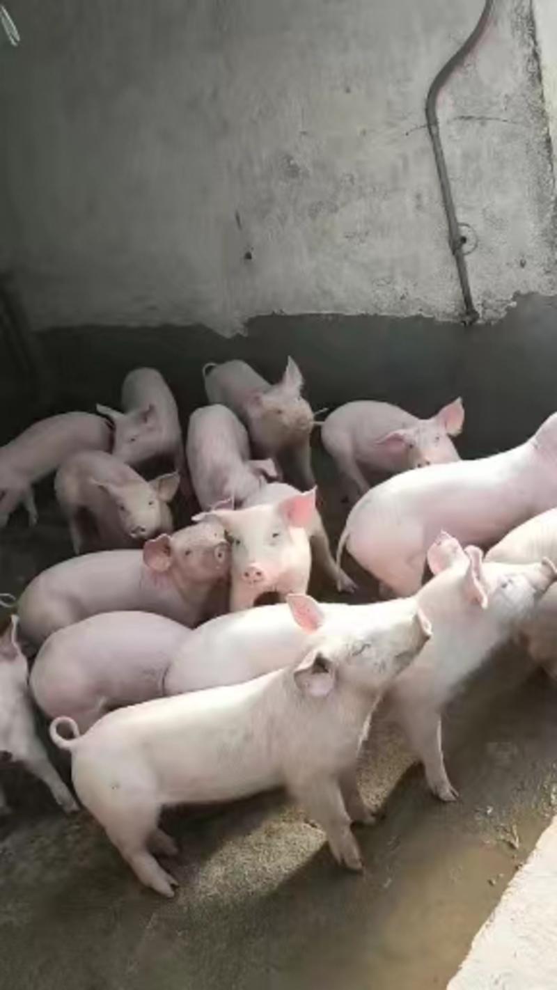山东土仔猪常年供应品种齐全防疫到位猪场直供