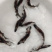 鸭嘴鲟鱼苗优质鸭嘴鱼苗匙吻鱼苗好养快大效益高量大从优