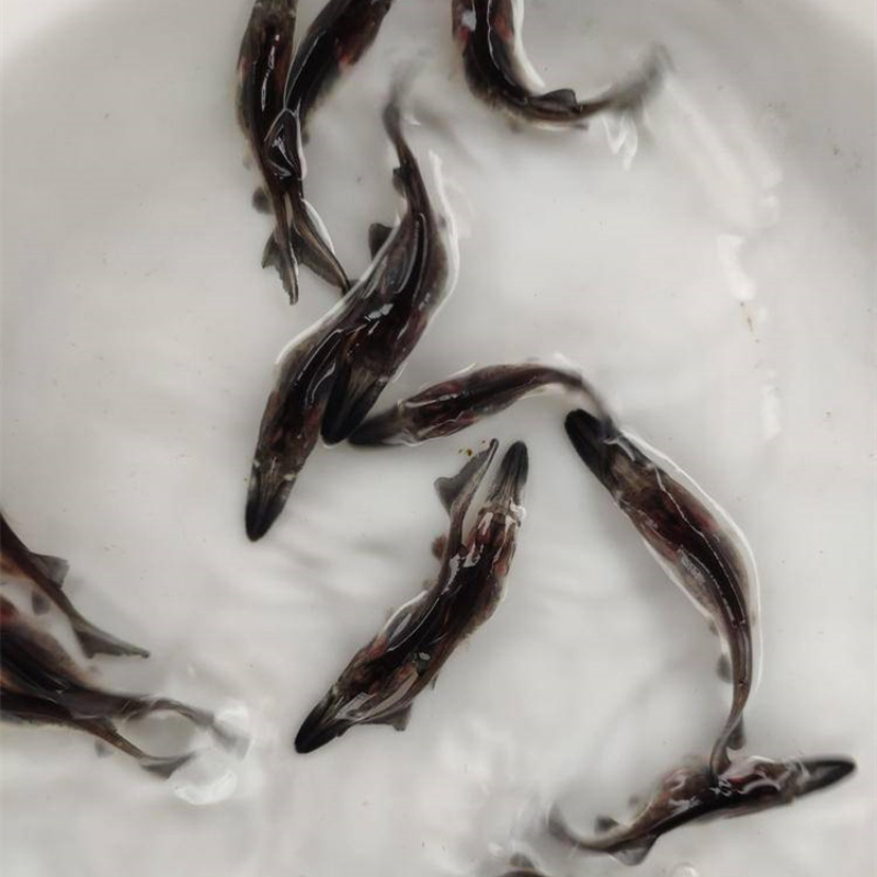鸭嘴鲟鱼苗优质鸭嘴鱼苗匙吻鱼苗好养快大效益高量大从优