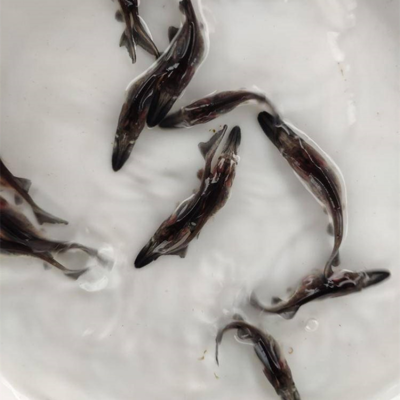 鸭嘴鲟鱼苗优质鸭嘴鱼苗匙吻鱼苗好养快大效益高量大从优