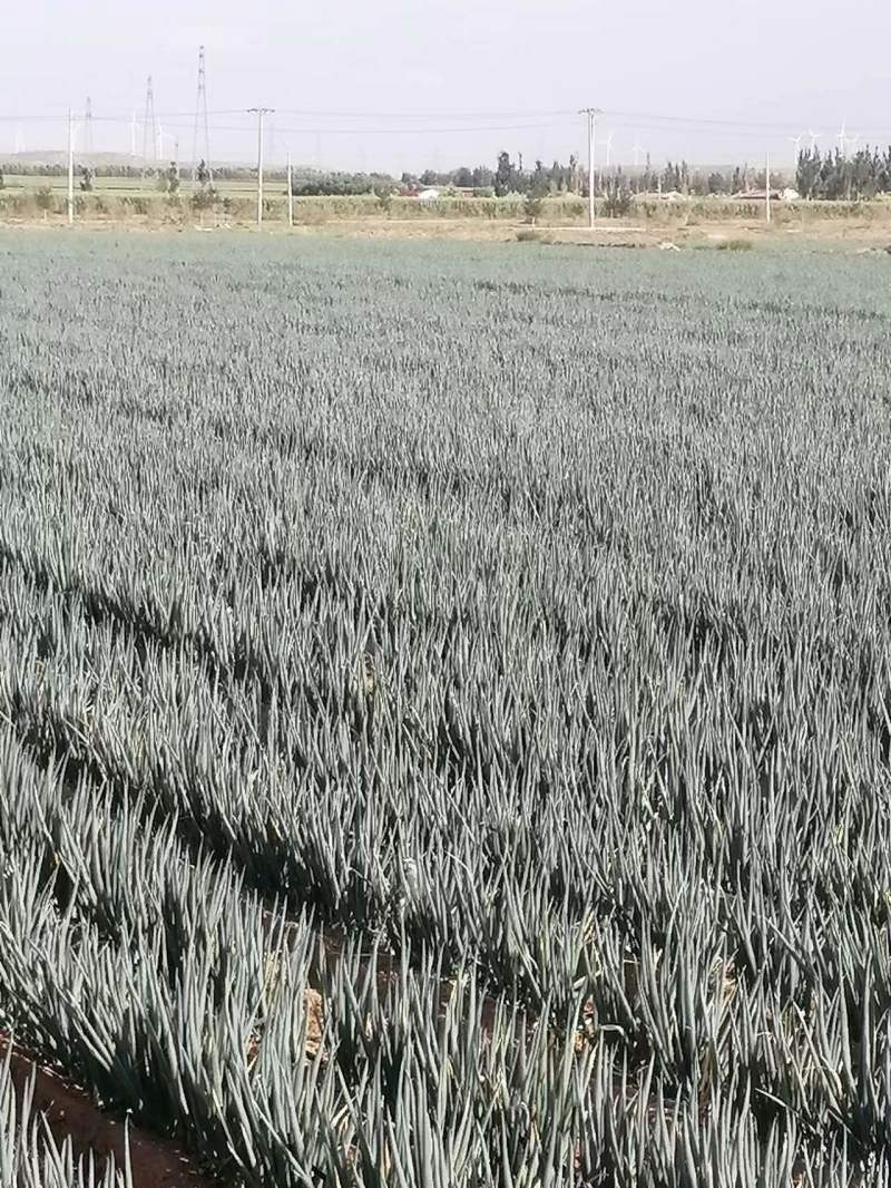 【牛商商家】精品大葱宁夏钢葱大量上市质量保证货源充足