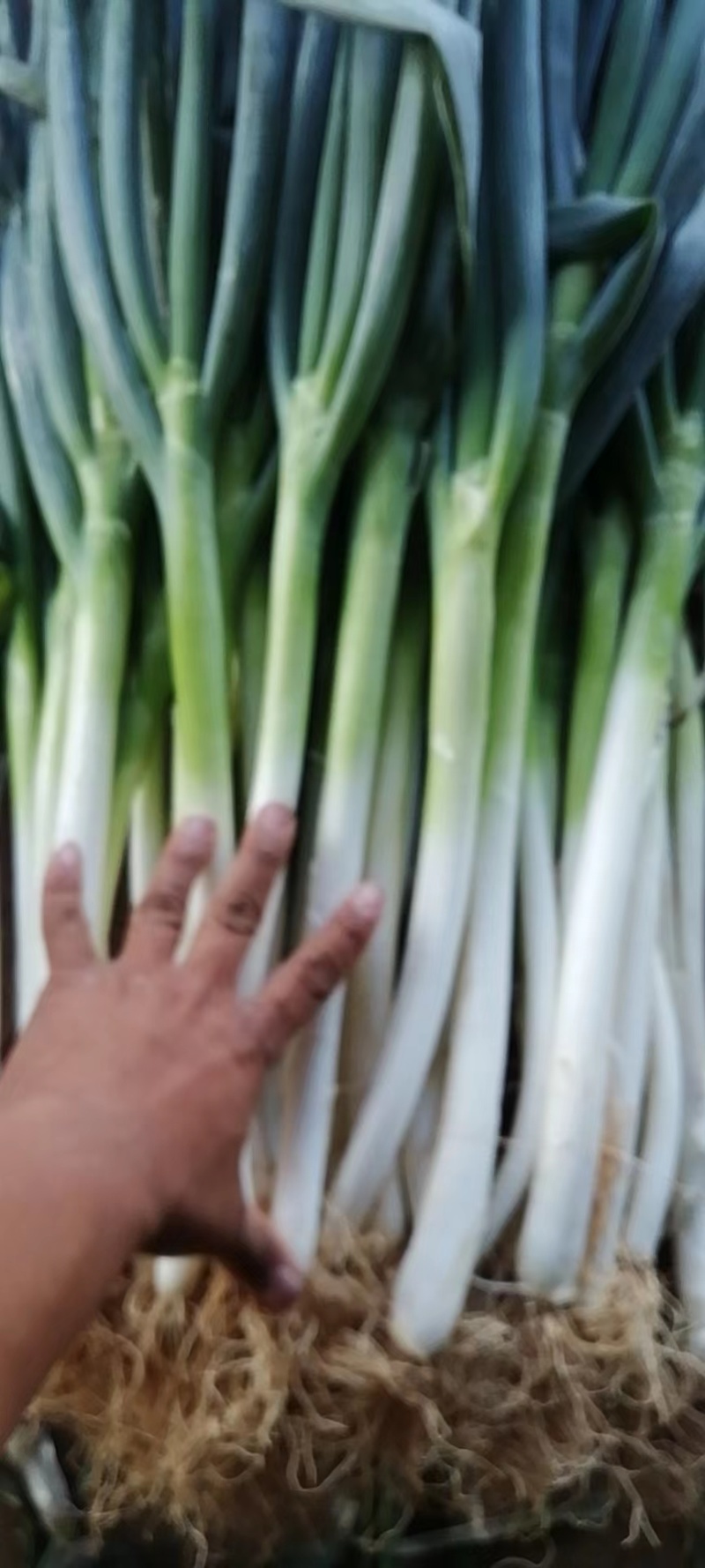 【牛商商家】精品大葱宁夏钢葱大量上市质量保证货源充足