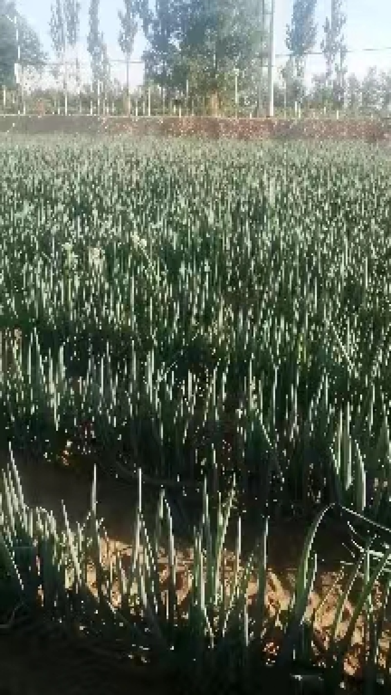 【牛商商家】精品大葱宁夏钢葱大量上市质量保证货源充足