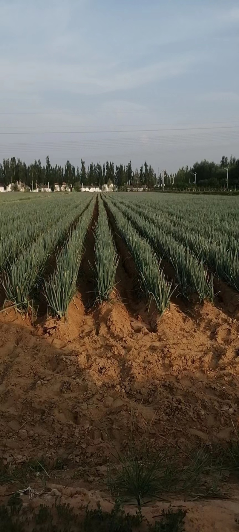 【牛商商家】精品大葱宁夏钢葱大量上市质量保证货源充足