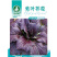 紫叶芥菜种子紫色蔬菜种籽腌制咸菜酸菜腌菜菜种孑宽邦大