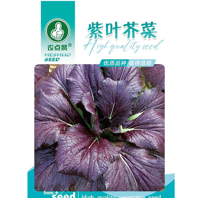 紫叶芥菜种子紫色蔬菜种籽腌制咸菜酸菜腌菜菜种孑宽邦大