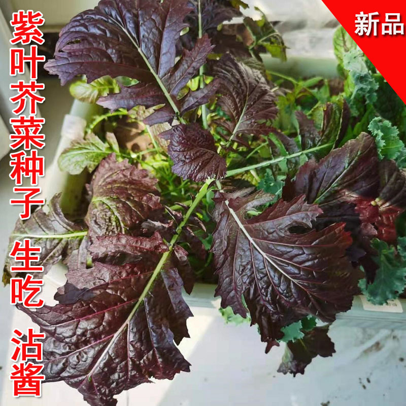 紫叶芥菜种子紫色蔬菜种籽腌制咸菜酸菜腌菜菜种孑宽邦大