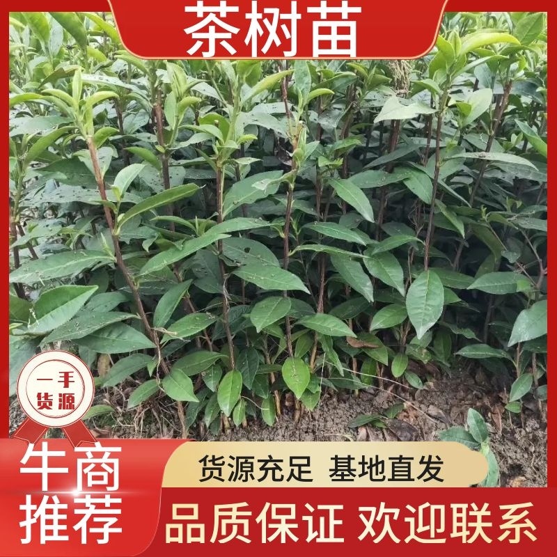 茶苗产地直供！苗好，粗壮，根系发达，成活率高，欢迎新老客