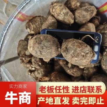芋头山东芋头产地一手货8520芋头小中大球货源充足