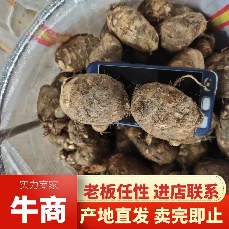 芋头山东芋头产地一手货8520芋头小中大球货源充足