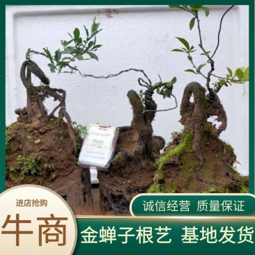 金弹子根艺！全人工桩，嫁接，品种有！血红果，葫芦，灯泡！