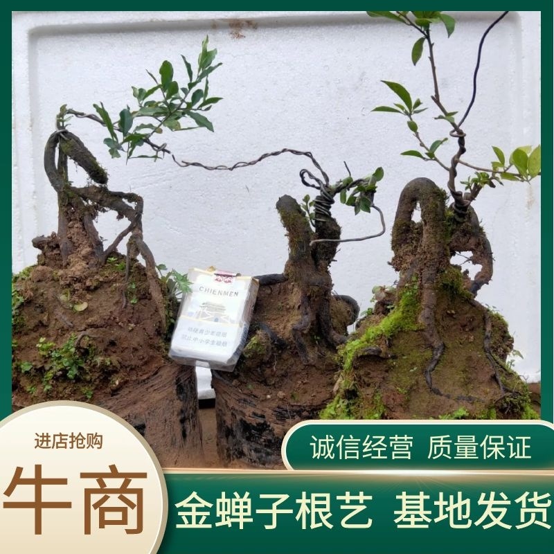 金弹子根艺！全人工桩，嫁接，品种有！血红果，葫芦，灯泡！