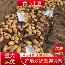 河北黄心黄皮土豆大量供应中量大从优欢迎来电