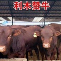 利木赞牛秦川牛红色牛纯种牛肉牛养殖养殖厂