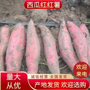 沙地红薯西瓜红红薯大量上市量大从优欢迎来电