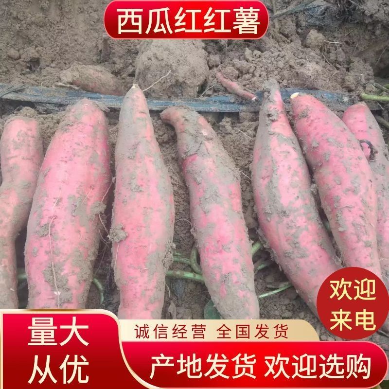 沙地红薯西瓜红红薯大量上市量大从优欢迎来电