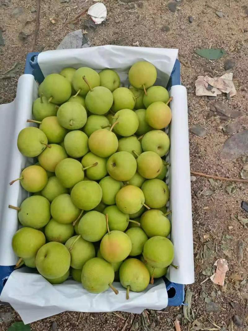精品梨南果梨一手货源视频看货品质保证以质论价