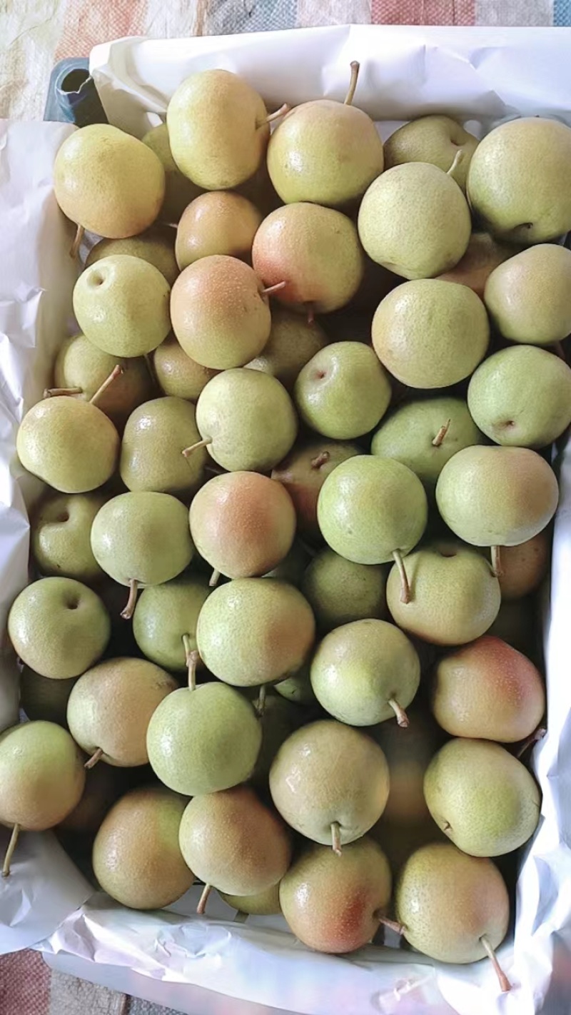 精品梨红香酥梨一手货源视频看货品质保证以质论价