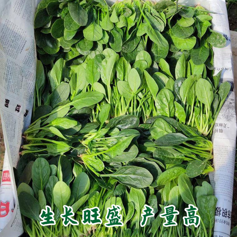 菠菜种子耐热耐寒叶片肥大墨绿油亮春秋播越冬菠菜种