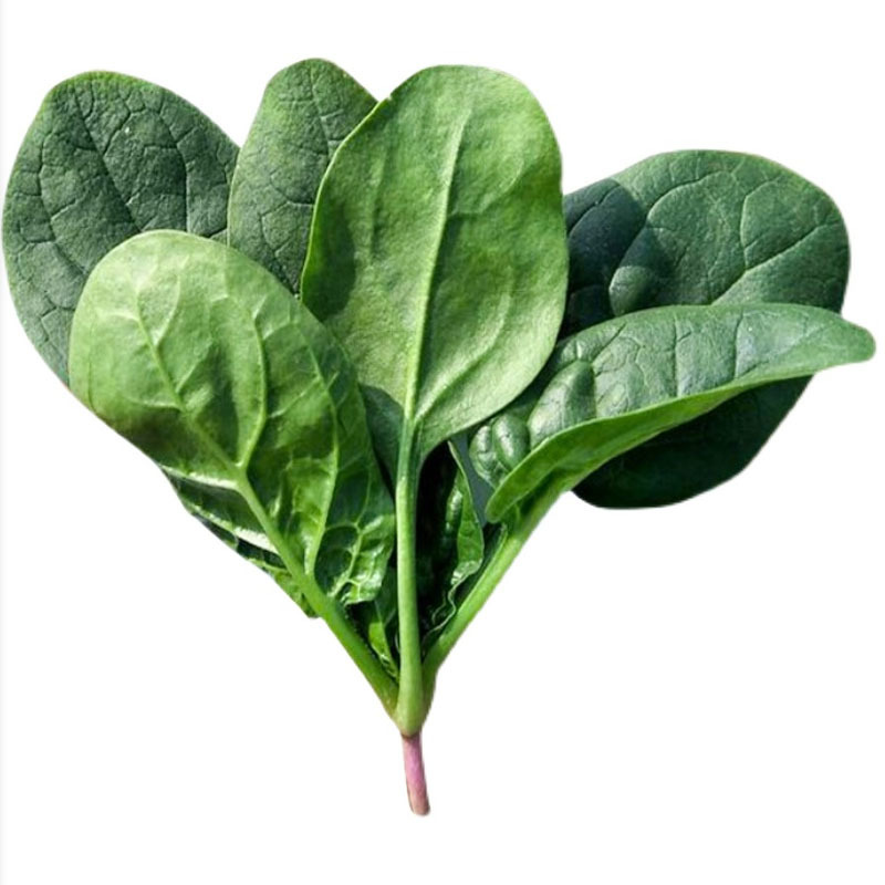 菠菜种子耐热耐寒叶片肥大墨绿油亮春秋播越冬菠菜种